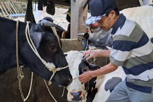 Seorang peternak sapi sedang merawat sapinya. (ist) - 110 Ekor Sapi Terpaksa Disembelih Selama Wabah PMK
