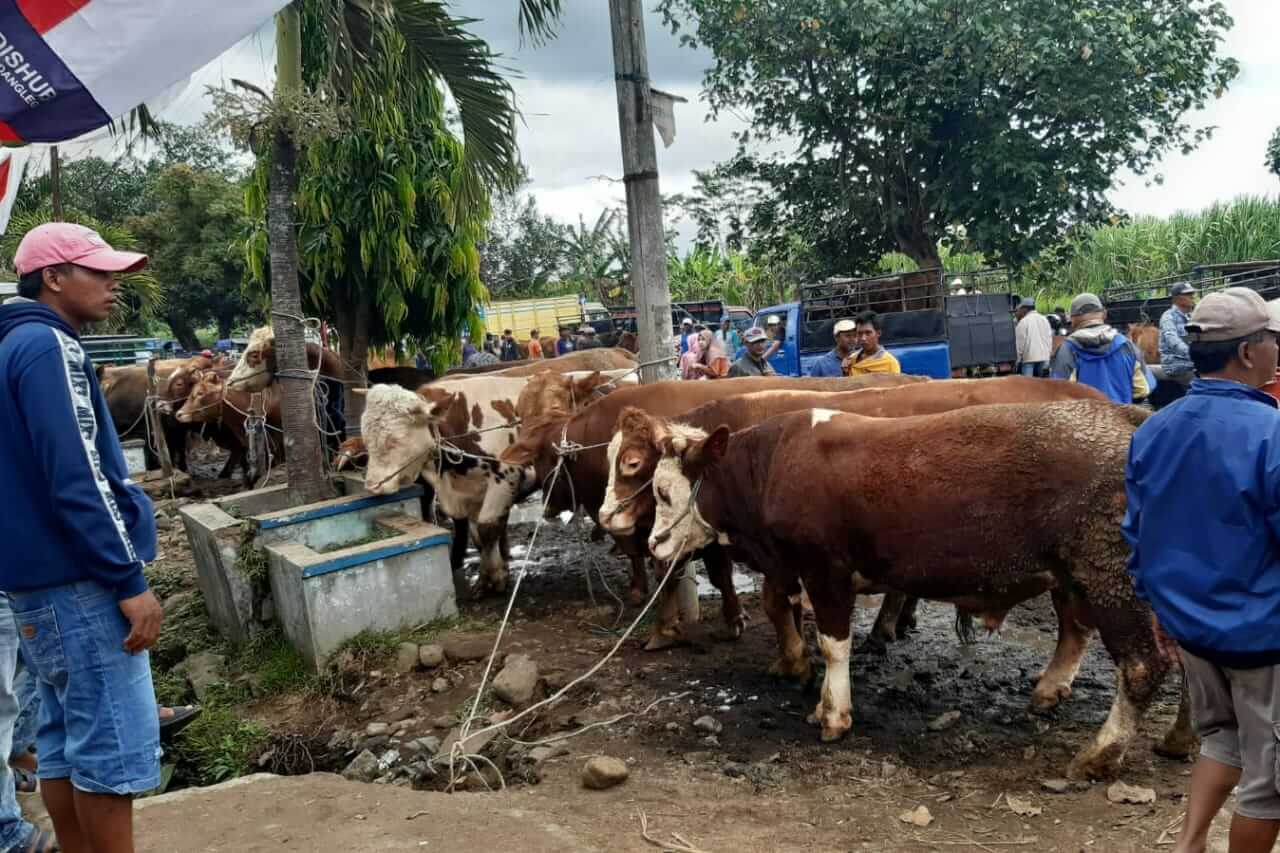 aktifitas pasar hewan gondanglegi. 1
