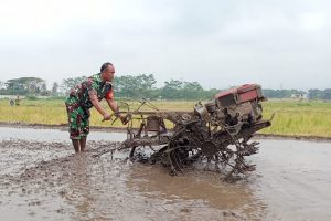 babinsa wonokoyo menggunakan traktor tanam padi. ist