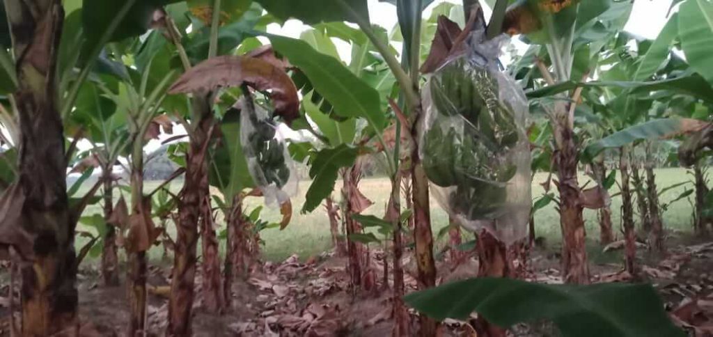 budidaya pisang cavendis di lahan milik kades butuh kecamatan sumberrejo gunawan setya