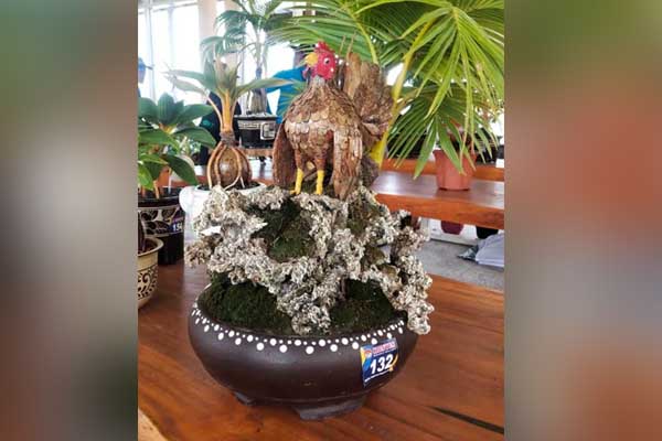 Juara kreatif dan favorit pengunjung - BKS Pamekasan Dominasi Juara Kontes Bonsai Kelapa Jawa Timur