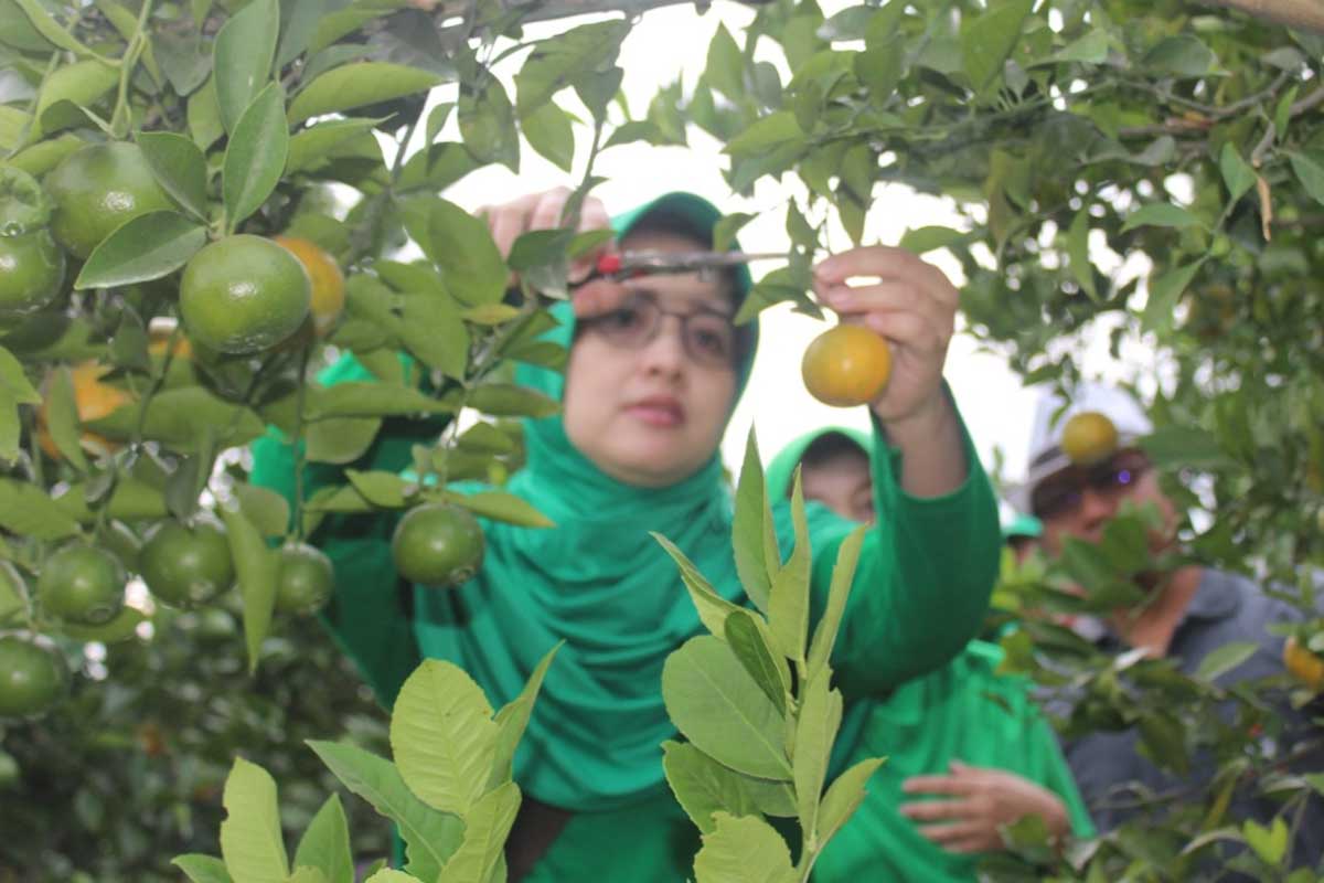 Ketua Persit Kodim 0833/Kota Malang Ny. Heru Wibowo Sofa, memetik buah jeruk. (ist) - Persit Kodim 0833/Kota Malang Kunjungi Wisata Petik Jeruk
