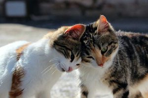 Kucing. (ist) - Hari Kucing Sedunia, Simak Sejarah dan Maknanya
