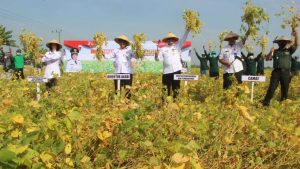 merdeka panen kedelai di bojonegoro 1 1