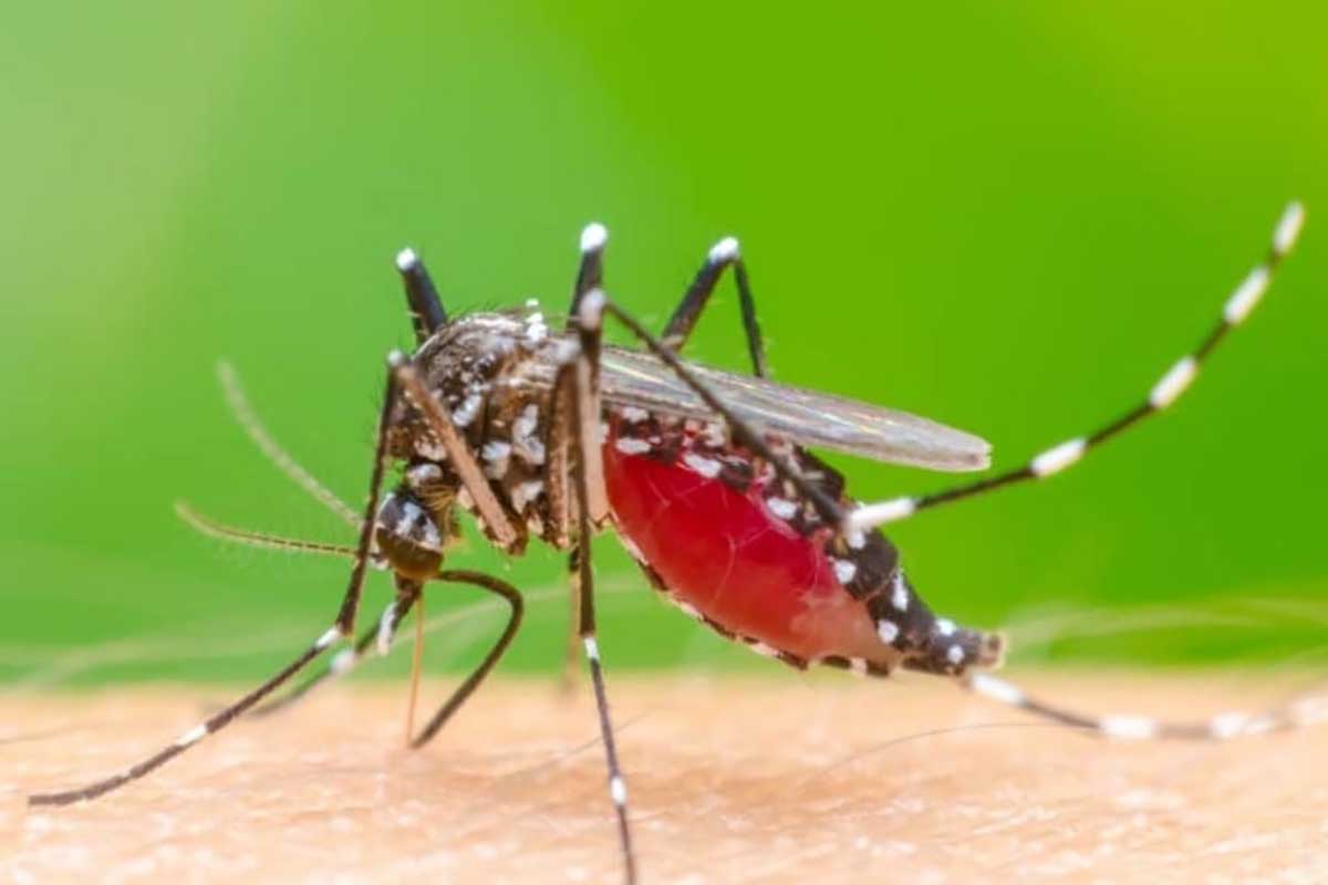 Nyamuk Aedes aegypty penyebab DBD. (ist) - Kasus DBD dan DD Meningkat, Dinkes Batu Minta Warga Waspada