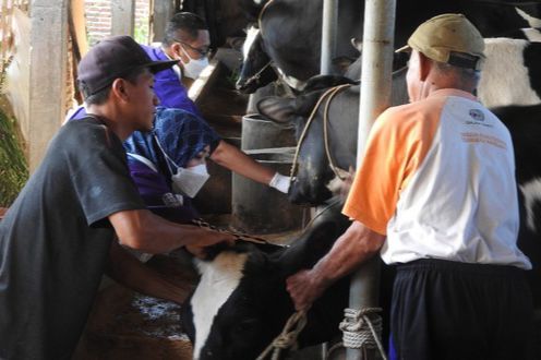 petugas satgas pmk kota malang melakukan penyuntikan vaksin dosis dua kepada hewan ternak