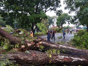 pohon tumbang di karangkates minggu