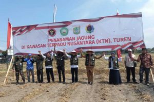 proses penanaman biji jagung di turen