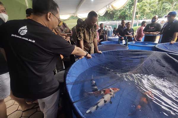 Rektor UMM, Dekan FPP, dan Direktur Produksi dan Usaha Budidaya KKP, meninjau beberapa stand ikan koi. (rhd) - Ikan Koi, Pembawa Keberuntungan UMM Cetak SDM Unggul