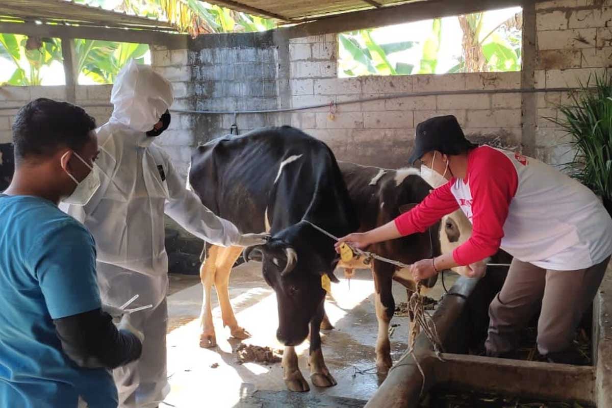 Seekor sapi yang akan diberi vaksin PMK oleh petugas. (ist) - DPKP Batu Butuh Tambahan Tenaga Vaksinator