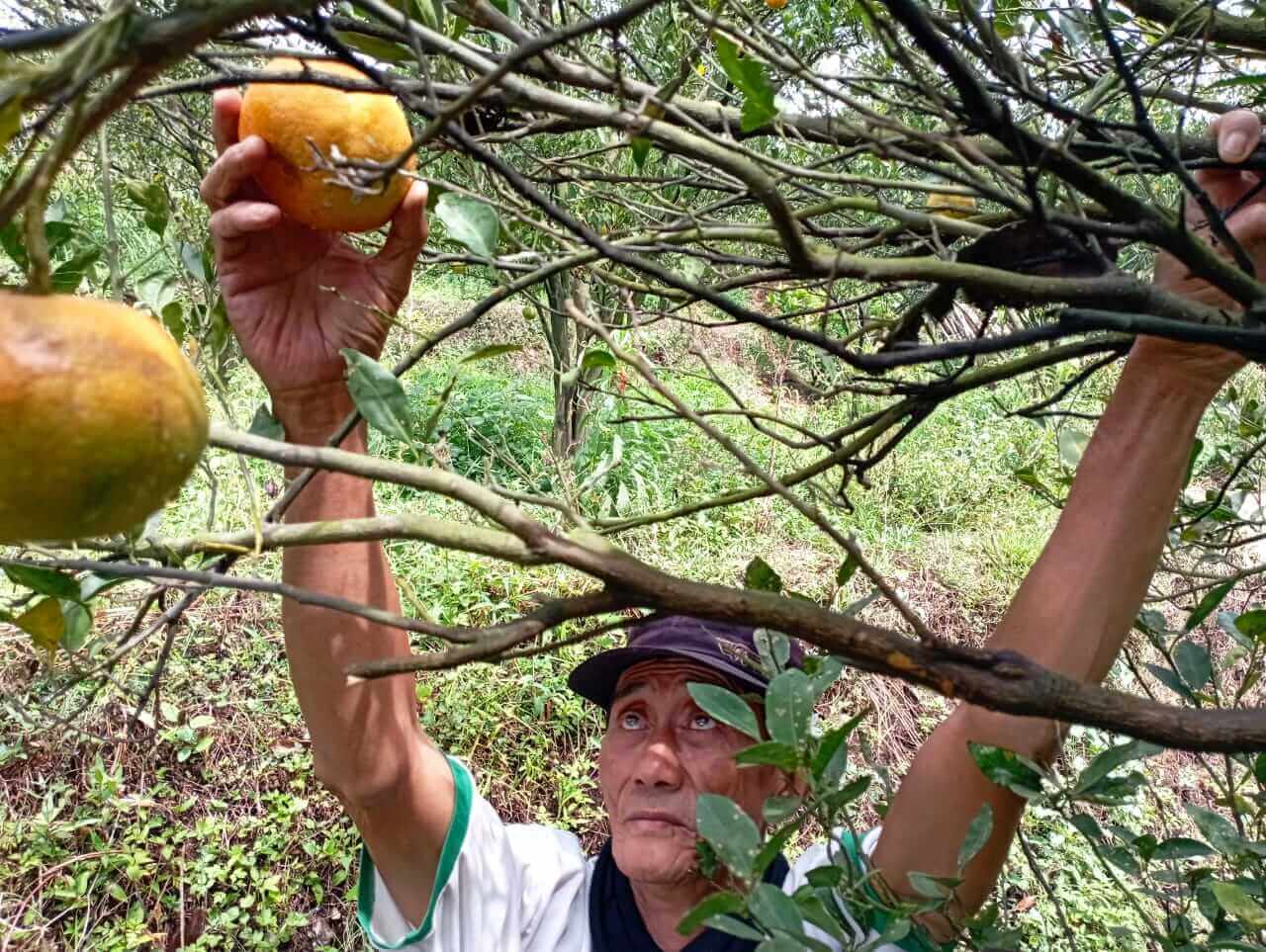 supardi tengah memanen buah jeruk. ws6