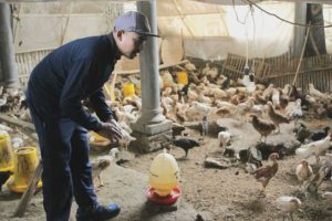 suprianto mengecek perternakan ayam jopernya 1