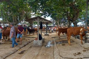 aktivitas pasar hewan gondanglegi 1 1 1