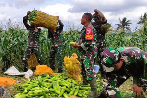 Babinsa Kedungkandang turun sawah bantu petani panen jagung manis. (ist) - Babinsa Kedungkandang Turun Sawah Bantu Petani Panen Jagung Manis