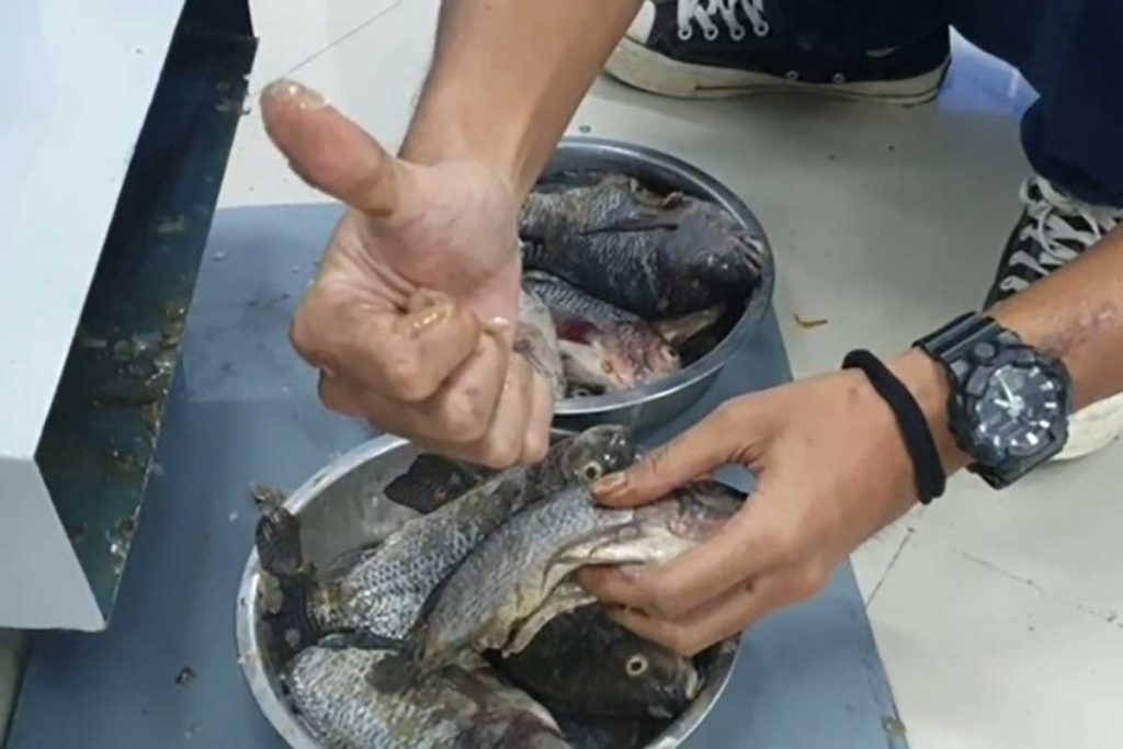 Hasil ikan yang sudah dibersihkan sisik dan isi perutnya. (ist) - Mahasiswa Polinema Ciptakan AUFIC, Alat Pembersih Sisik dan Isi Perut Ikan Otomatis