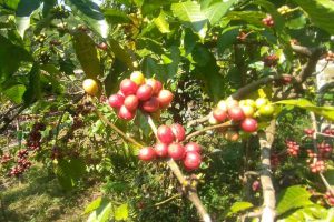 kopi merah siap panen. ws6