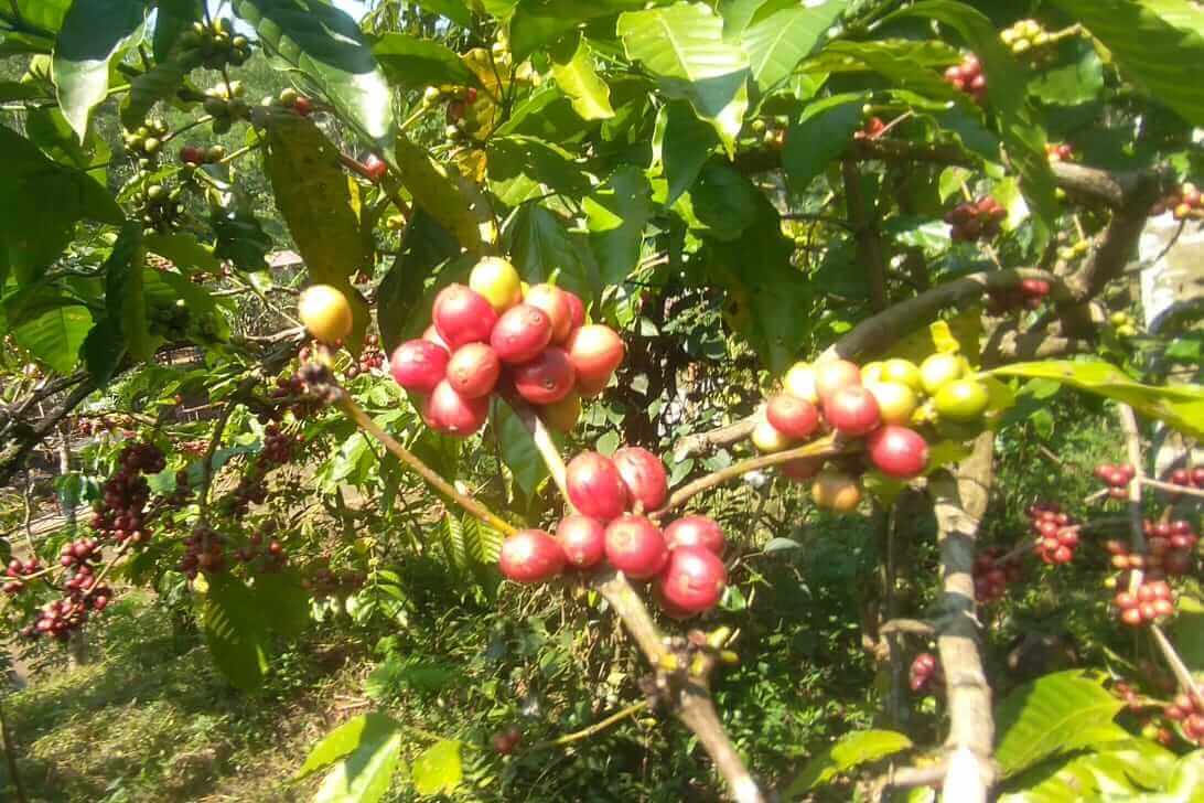 kopi merah siap panen. ws6