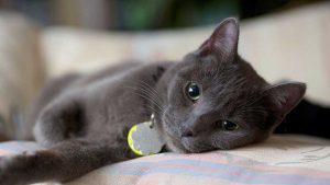 Kucing. (ist) - Brigjen Penembak Kucing di Sesko TNI Bakal Dimutasi Jadi Staf Khusus Panglima