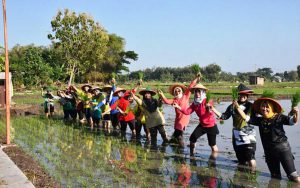 Perkuat Ketahanan Pangan, Persit KCK Cabang XVII Dim 0803 Tanam Padi