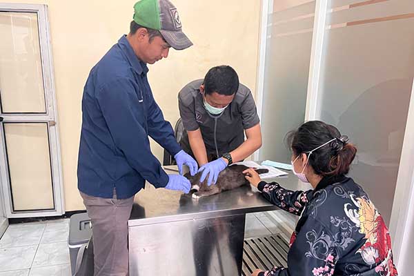 Proses penyuntikan vaksin rabies kepada salah satu kucing warga Kota Malang. (bim) - Peringati World Rabies Day, Ratusan Warga Kota Malang Vaksinkan Hewan Peliharaannya