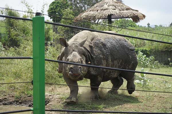 Salah satu koleksi Badak milik Batu Secret Zoo, Jatim Park 2. (ist) - Semarak Challenge Hari Badak Sedunia di Batu Secret Zoo