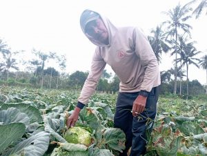 suyono di tengah ladang tanaman gubisnya.1