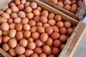 Telur ayam dalam wadah peti kayu. (ist) - Ini Kata Penasehat Asosiasi Kelompok Peternak Ayam Petelur Kota Batu