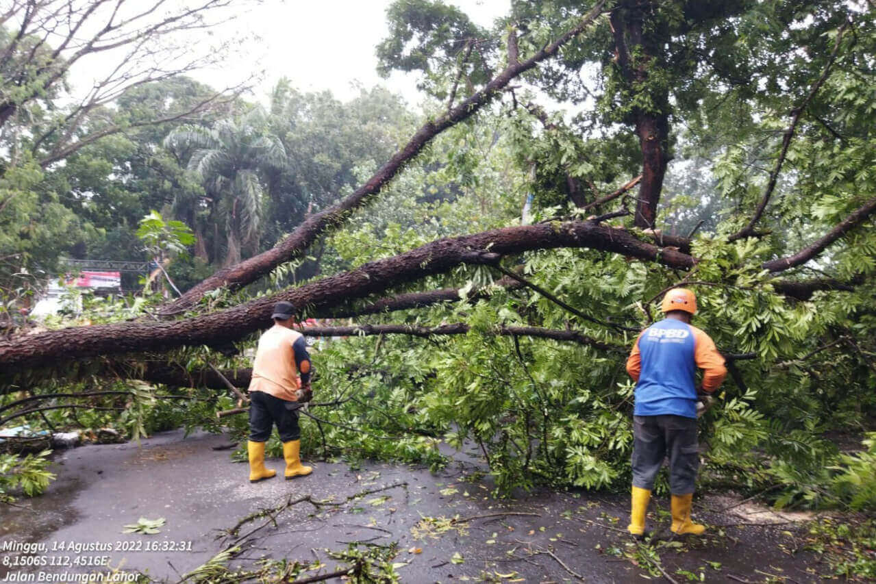 bpbd saat mengevakuasi pohon tumbang