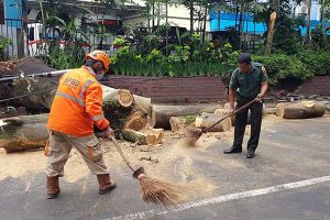 Babinsa Klojen dan instansi terkait gerak cepat atasi pohon tumbang. (ist) - Babinsa Klojen dan Instansi Terkait Gerak Cepat Atasi Pohon Tumbang