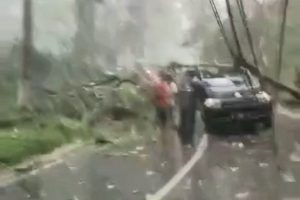 gambar dari potongan video yang tersebar menunjukkan kondisi mobil tertimpa pohon.