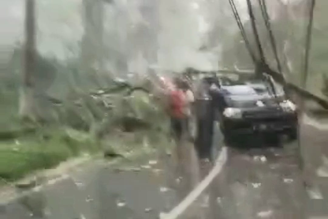 gambar dari potongan video yang tersebar menunjukkan kondisi mobil tertimpa pohon.