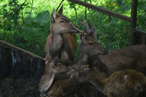 Kondisi satwa yang menjadi koleksi UB Forest. (dik) - IMPALA UB Teliti Kesejahteraan Rusa Timor di UB Forest