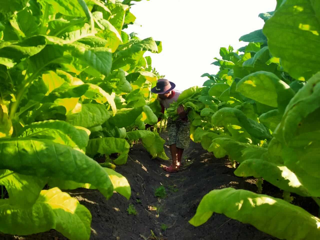 petani tembakau bojonegoro panen dengan ras bahagia