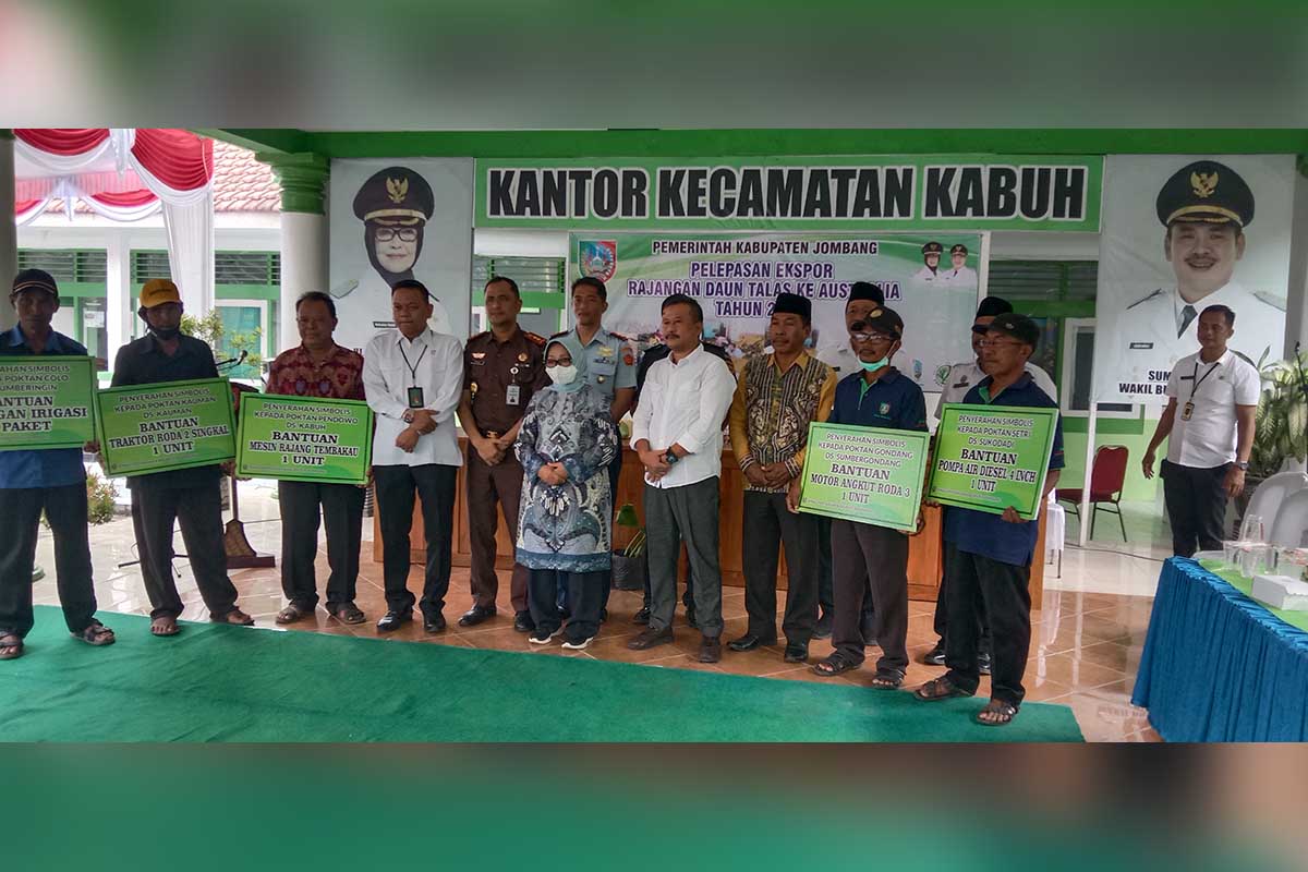 Pengganti Tembakau, Jombang Ekspor Perdana Daun Talas ke Australia