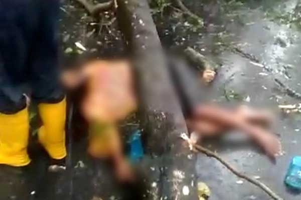 Tangkapan layar, kejadian pohon tumbang yang menelan korban jiwa di Kota Malang. (ist) - Buntut Pohon Tumbang Telan Korban, BPBD Kota Malang Lakukan Antisipasi Dampak Bencana Hidrometeorologi
