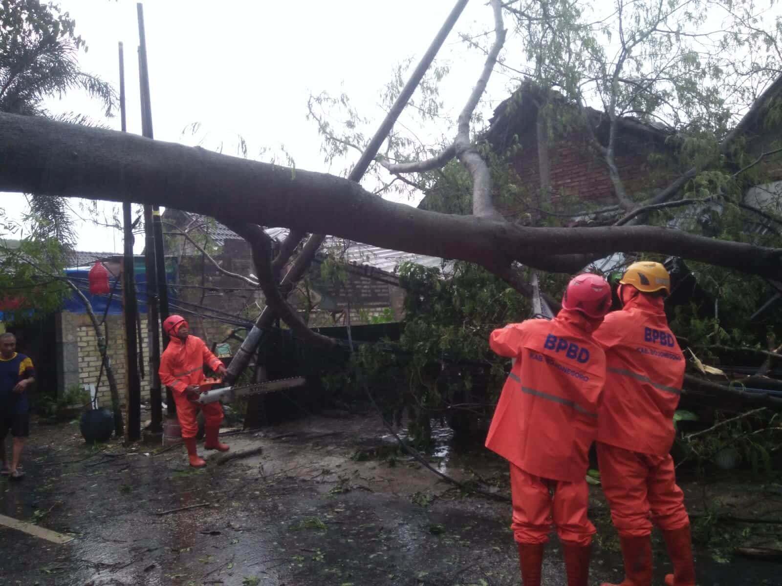 bpbd bojonegoro sigap membersihkan pohon tumbang dampak angin kencang di jalan brigjend sutoyo desa sukorejo bojonegoro