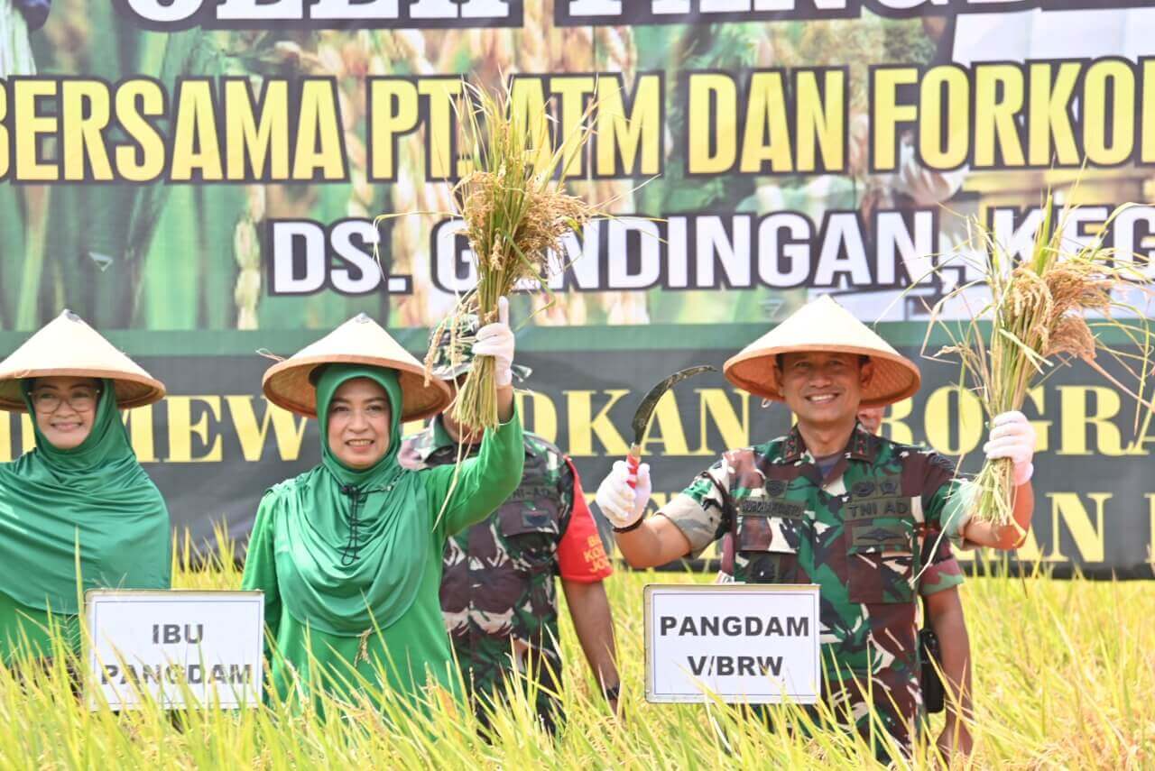 pangdam v brawijaya panen raya padi japonica di ngawi