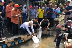 penaburan bibit ikan nila di kelurahan kebonsari kecamatan sukun kota malang dipimpin wawali sofyan edy jarwoko