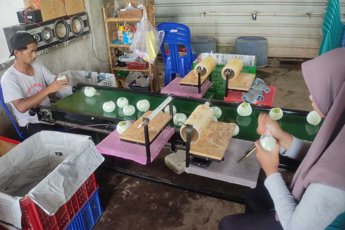 Pola pengemasan dan IOT detektor ukuran jambu kristal yang lolos sensor. (rhd) - Kolaborasi UB dan P4S Bumiaji, Maksimalkan IOT Penuhi Pasar Nasional Internasional - Kembangkan produk jambu kristal hingga beragam hasil pertanian