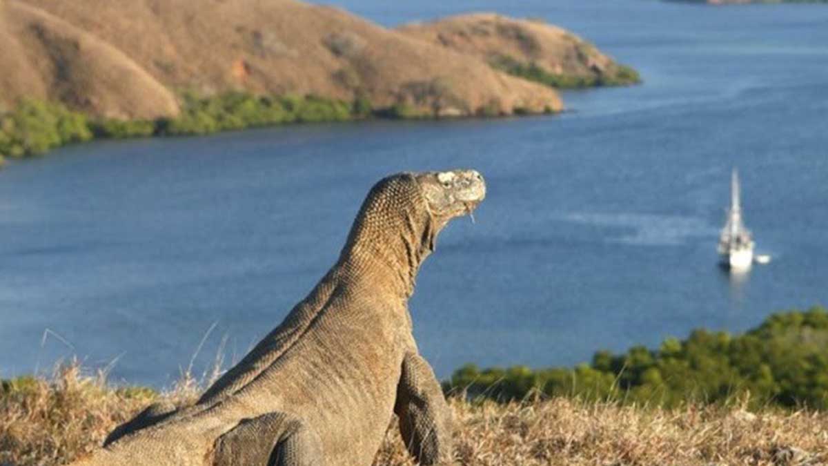 Pulau Komodo. (ist) - Menparekraf Batalkan Tiket Rp3,75 Juta Masuk Pulau Komodo