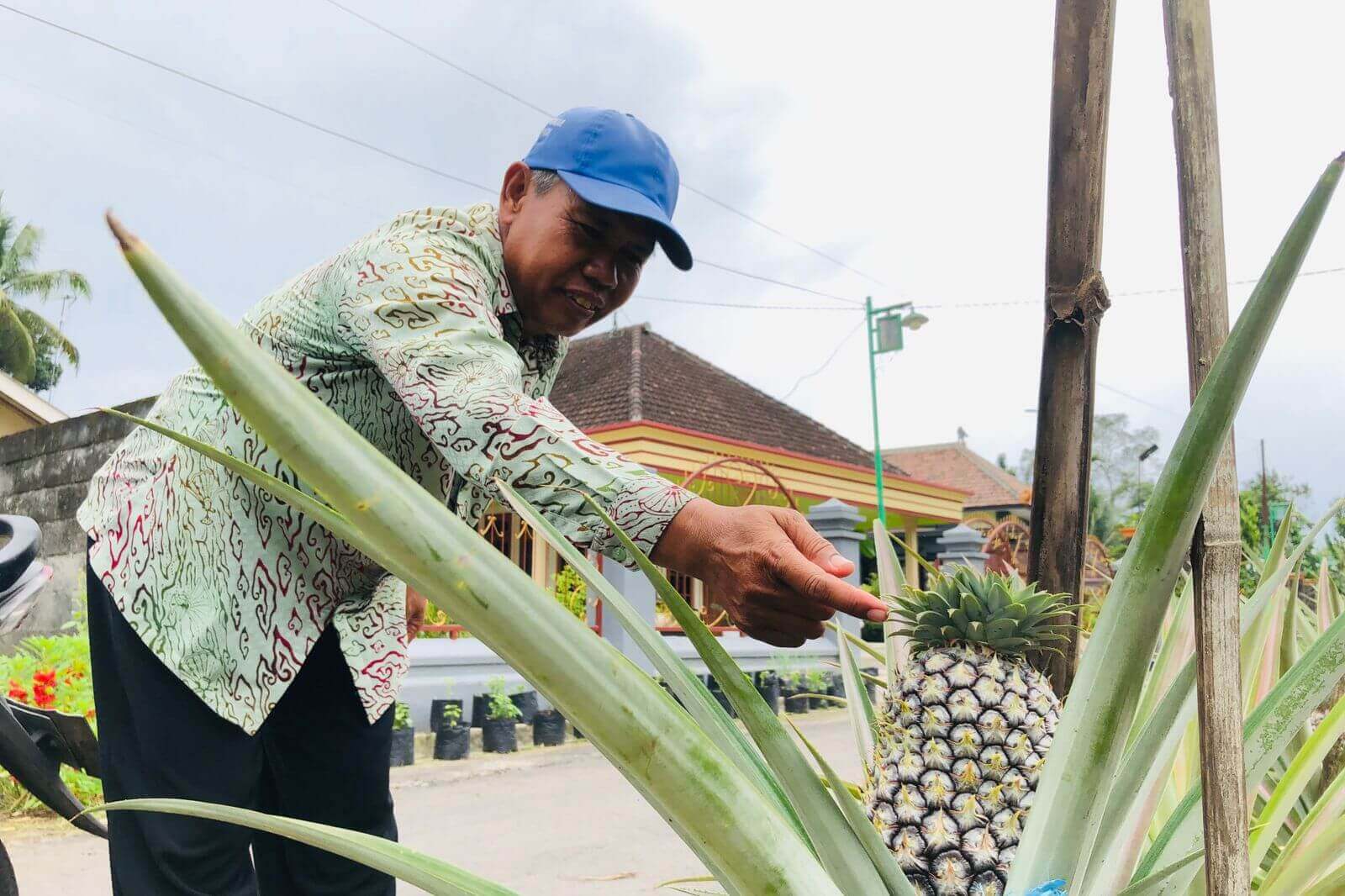 tukirin saat menunjukan hasil dari buah nanas yang dirinya tanam.