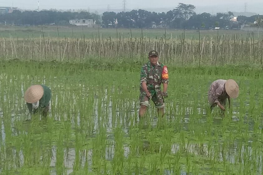 babinsa kedungkandang tanam padi bersama petani poktan sukamaju. babinsa kedungkandang tanam padi bersama petani poktan sukamaju.