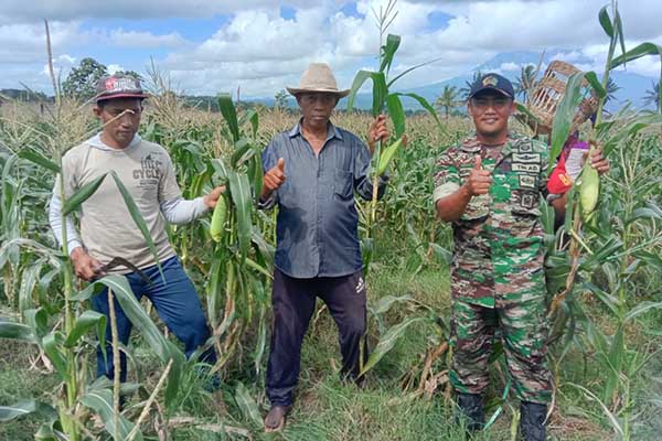 Babinsa Wonokoyo bantu petani panen jagung. (ist) - Jaga Ketahanan Pangan, Babinsa Wonokoyo Bantu Petani Panen Jagung