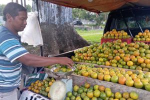 Pedagang jeruk di pinggir jalan. (ist) - DTPHP dan Poktan Akan Produksi Pupuk dari Limbah Organik untuk Tanaman Jeruk