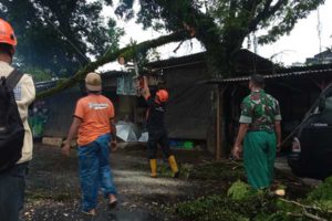 Petugas BPBD Kota Malang membersihkan sisa-sisa patahan. (ws7) - Hujan Deras, Dahan Pohon Trembesi Patah di Jalan Brawijaya