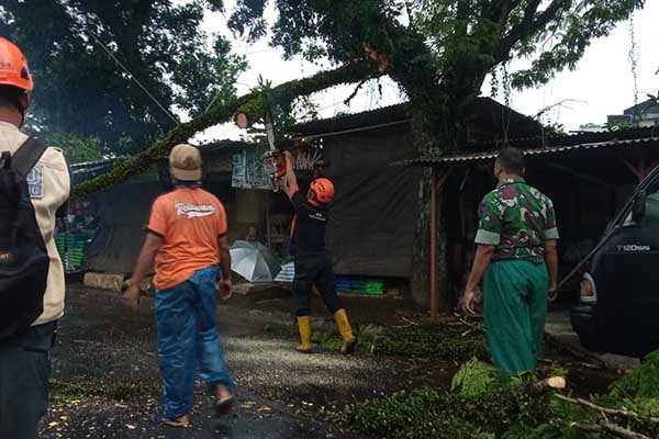 Petugas BPBD Kota Malang membersihkan sisa-sisa patahan. (ws7) - Hujan Deras, Dahan Pohon Trembesi Patah di Jalan Brawijaya