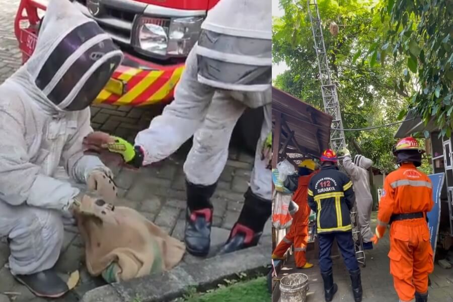 petugas dpkp saat melakukan evakuasi hewan liar yang membahayakan warga