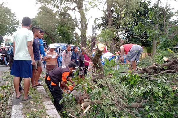 Pohon Tumbang, wilayah Kecamatan Singosari. (ist) - BMKG Sebut Puncak Musim Hujan Bakal Berakhir di Bulan Maret