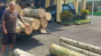 barang bukti pencurian kayu sengon