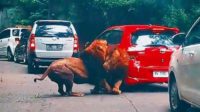 ft1 singa tabrak mobil di taman safari prigen. (ist) - Pemilik Mobil yang Ditabrak Singa di Taman Safari Prigen Tak Ingin Damai